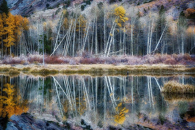 beaver pond and aspen trees in late autumn, eastern Sierra Mountains