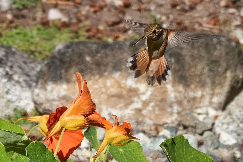 Hummingbird Feeding by Carin Piraino