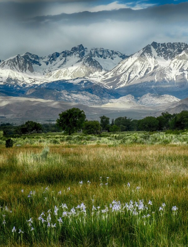 By Michael Piraino Iris wildflowers in meadow below Sierra Nevada mountains