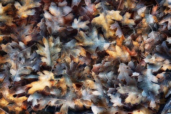 By Michael Piraino Fallen leaves glowing at sunrise in Yosemite Valley
