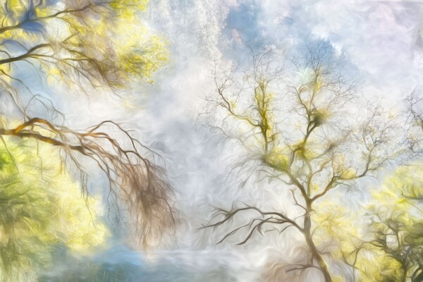 By Michael Piraino Trees in fog and yellow light, Merced River Canyon, California