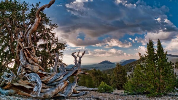 By Michael Piraino Bristlecone pines at sunrise in the Ancient Bristlecone Pine Forest, California