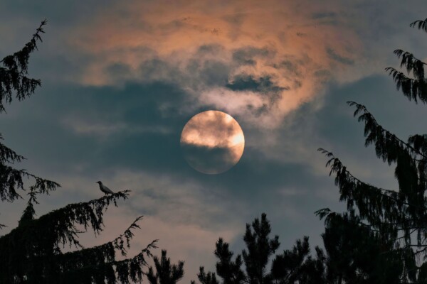 by Michael Piraino Bird on cedar tree branch with sun and wildfire smoke