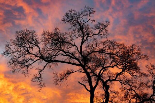 by Carin Piraino Sunset with Oak Tree Silhouette, Sierra Nevada Mountains Foothills