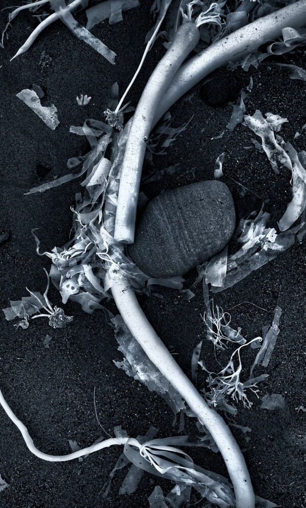By Michael Piraino Kelp formation on black sand beach, Whidbey Island Washington