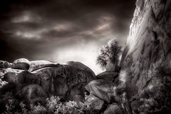By Michael Piraino Boulders, rock formations, trees and fog at dusk in Joshua Tree National Park