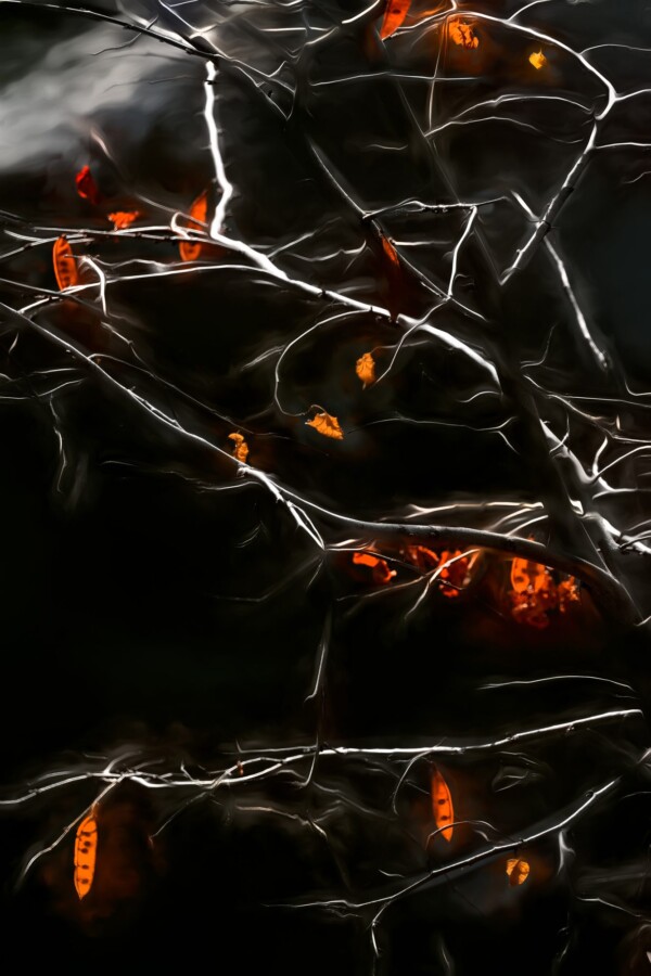 By Michael Piraino Red maple leaves with dark background in Yosemite Valley