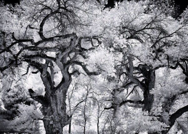 By Michael Piraino Old cottonwood mail trees in Capitol Reef National Park