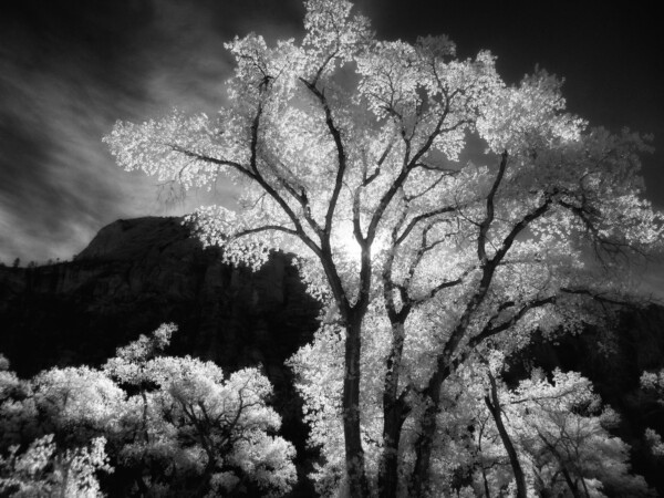 By Michael Piraino Zion National Park cottonwood trees in infrared black and white
