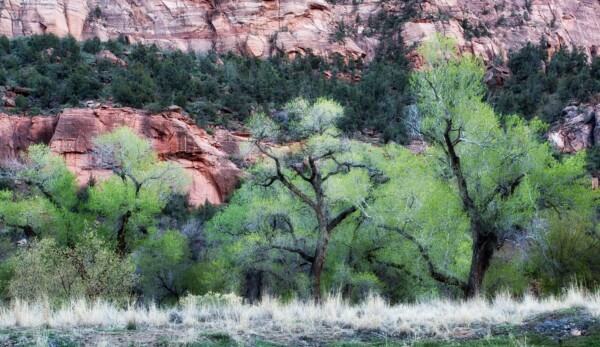 By Michael Piraino Cottonwood trees in Zion National Park in springtime