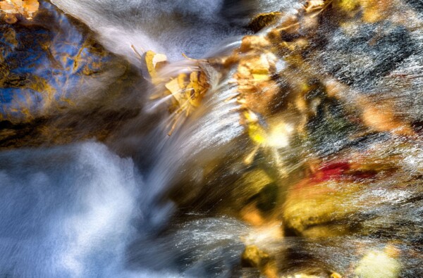 By Michael Piraino vibrant yellow aspen leaves in fall color in rapids of McGee Creek