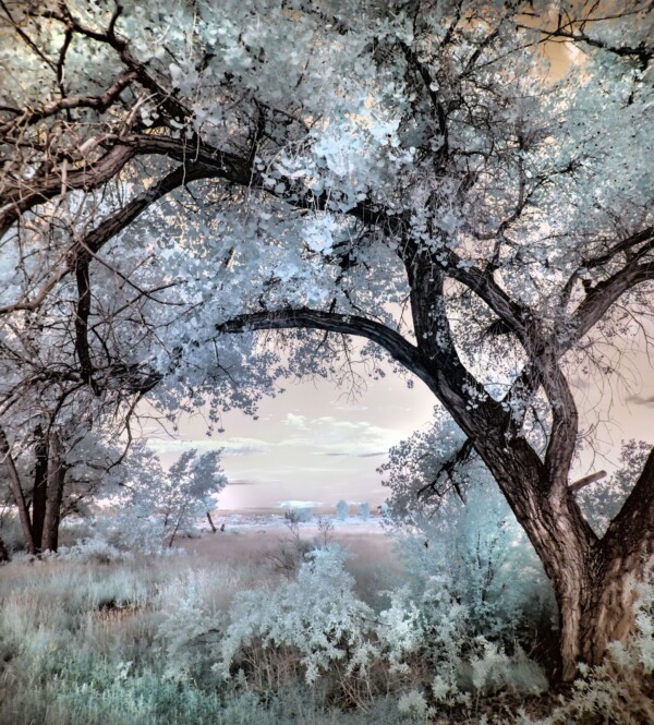 by Michael Piraino Cottonwood Trees Rio Grande River Tamaya Santa Ana, Pueblo, New Mexico