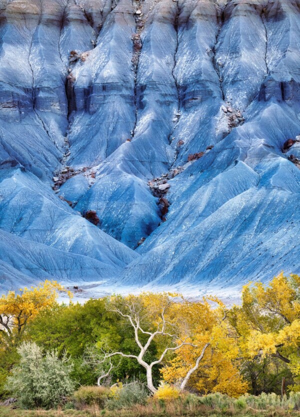 by MIchael Piraino Cottonwood Trees and Blue Hills, Utah Badlands