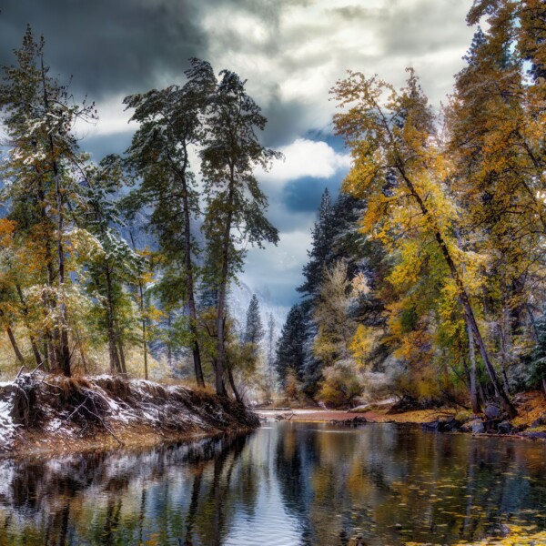 By Michael Piraino Fall color in the trees along the Merced River in Yosemite Valley
