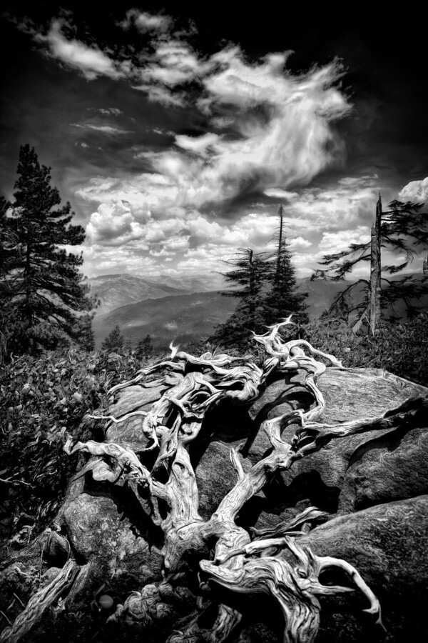 By Michael Piraino Bare tree trunk on a ridgetop with clouds in black and white