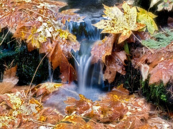 By Michael Piraino Yosemite National Park spring with autumn leaves
