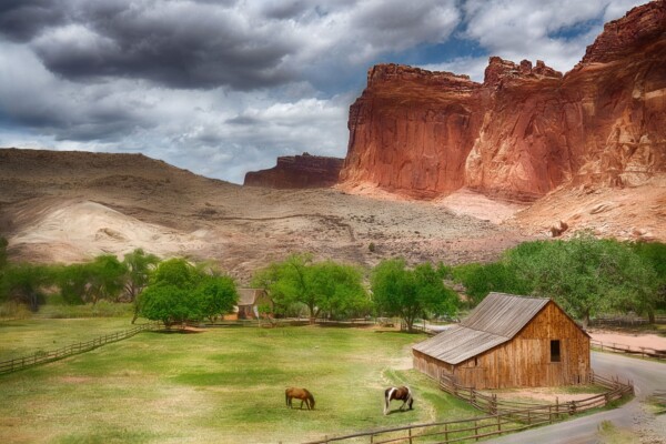 By Michael Piraino Horses in a meadow beside a barn in Capitol Reef National Park