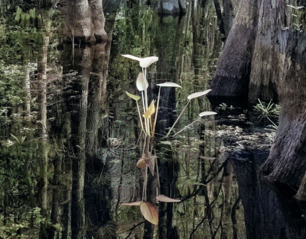 by Michael Piraino Swamp Plant and Trees-, Florida Everglades