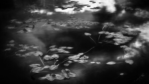 By Michael Piraino Lily pads at night in the Loxahatchee National Wildlife Refuge, Florida Everglades