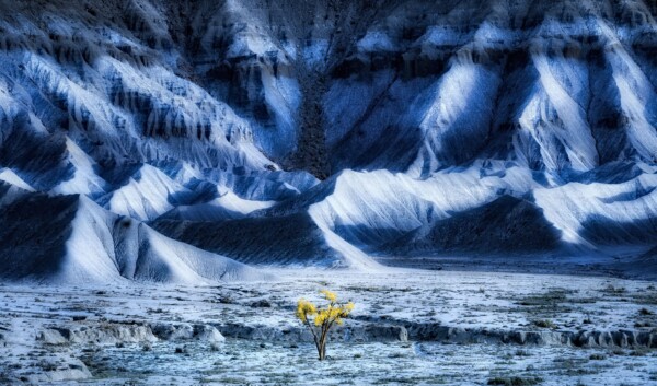 By Michael Piraino Cottonwood tree in fall color with blue mesa