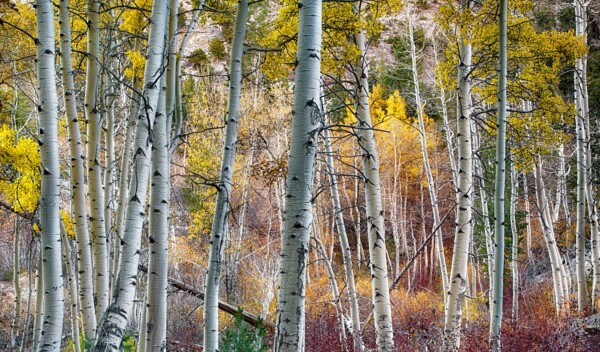 By Michael Piraino Aspen trees in fall color, Eastern Sierra Nevada Mountains, California