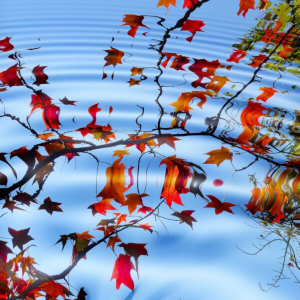By Michel Piraino maple leaf reflections in pond
