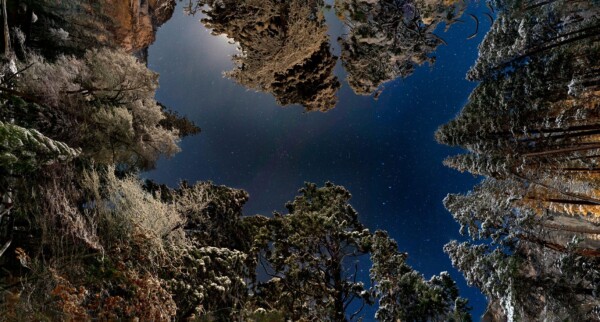 By Michael Piraino 180 degree panorama of snow covered trees in moonlight, Yosemite National Park