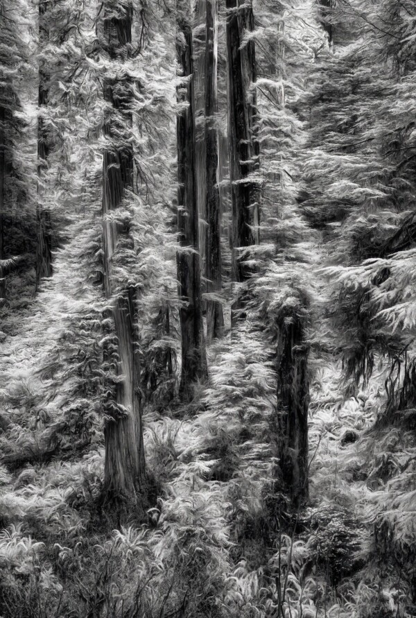 By Michael Piraino Redwood Trees in infrared black and white