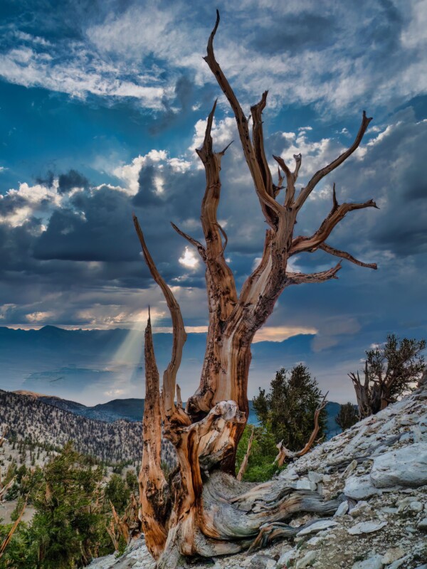 By Michael Piraino Sunbeam behind ancient bristlecone pine tree in the White Mountains of California