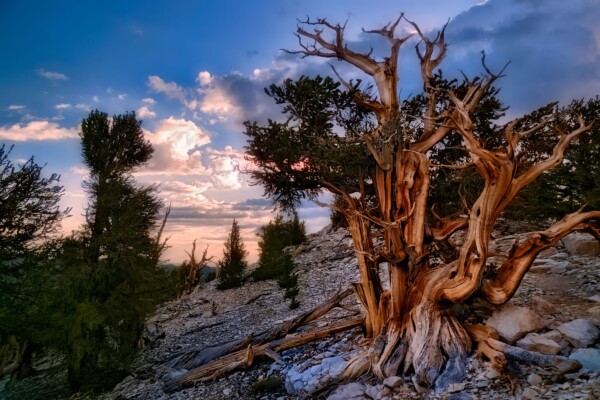 By Michael Piraino Sunset with ancient bristlecone pine trees in the White Mountains