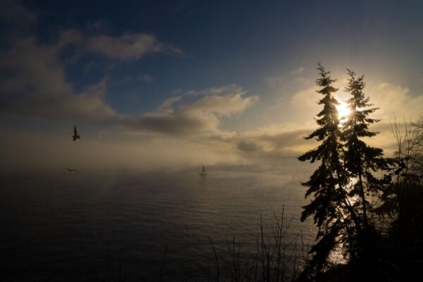By Michael Piraino Eagle flying through fog with sailboat at sunrise on Puget Sound
