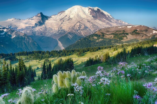 By Michael Piraino Wildflowers at Sunrsie in Mount Rainier National Park
