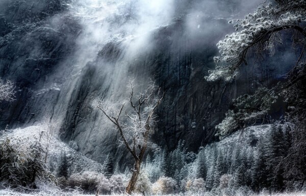 By Michael Piraino Tree, fog and snow during clearing storm in Yosemite Valley