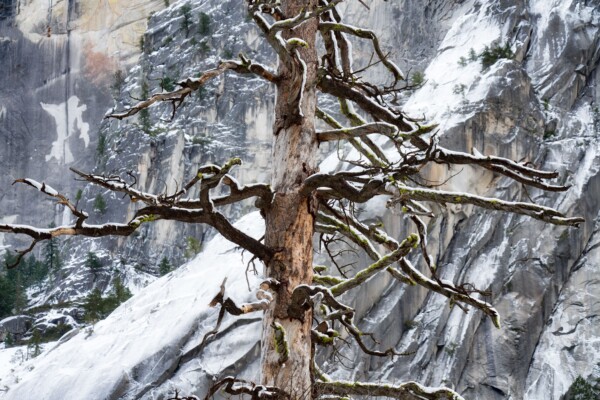By Michael Piraino Bare tree in Yosemite National Park in winter