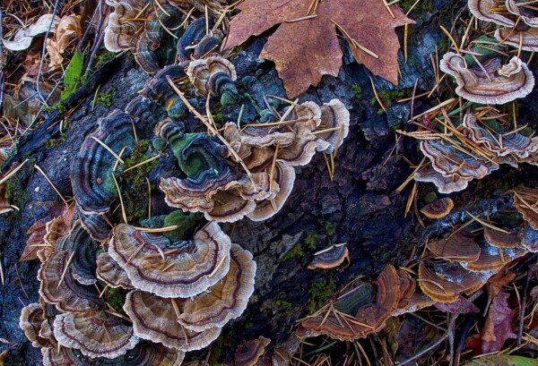 By Michael Piraino Mushrooms on fallen log in Yosemite National Park
