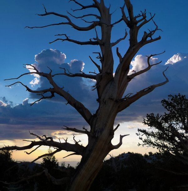 By Michael Piraino Ancient bristlecone pine tree silhouette at sunset