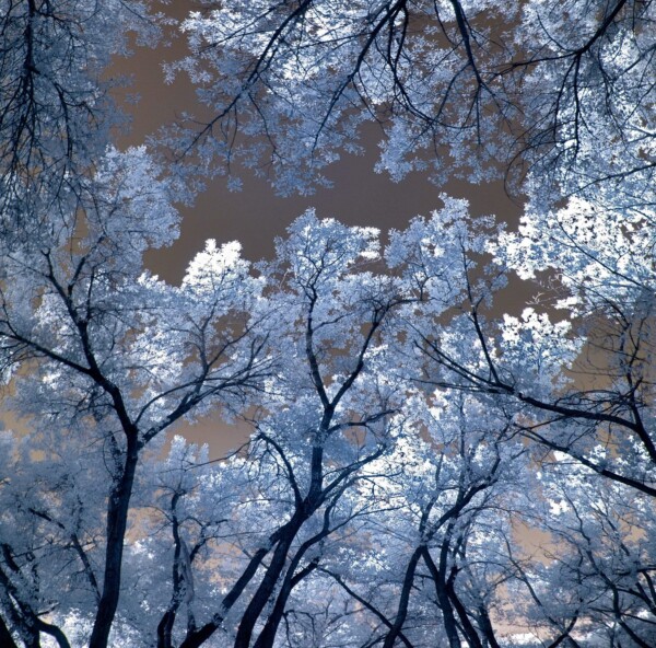 By Michael Piraino Monochrome black and white cottonwood trees along the Rio Grande